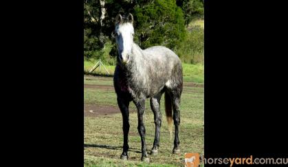 Quiet Blue Stock Horse Gelding + VIDEO+ on HorseYard.com.au