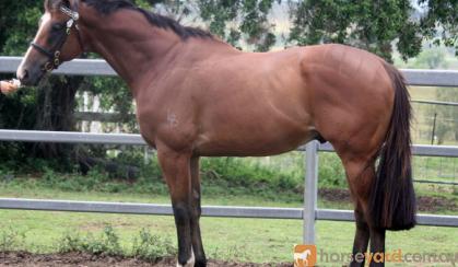 GORGEOUS QUIET TB GELDING on HorseYard.com.au