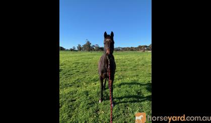 Jasper- 14.2 Australian Riding Pony. on HorseYard.com.au