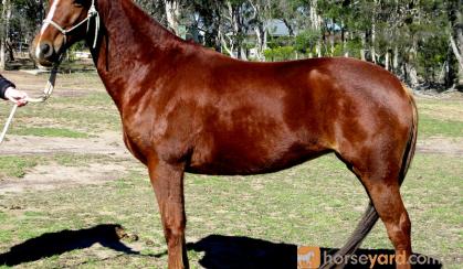 Easy Going Red QH Mare + VIDEO on HorseYard.com.au