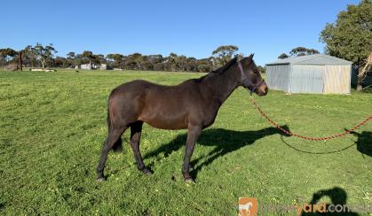 Jasper- 14.2 Australian Riding Pony. on HorseYard.com.au