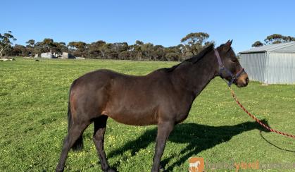 Jasper- 14.2 Australian Riding Pony. on HorseYard.com.au