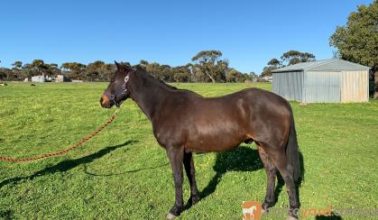 Jasper- 14.2 Australian Riding Pony. on HorseYard.com.au