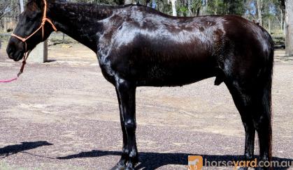 So Quiet Jet Black Stock Horse Gelding + VIDEO+ on HorseYard.com.au