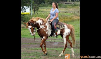 Dead Quiet Outstanding Paint QH Gelding  + VIDEO+ on HorseYard.com.au