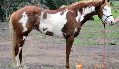 Dead Quiet Outstanding Paint QH Gelding  + VIDEO+ on HorseYard.com.au