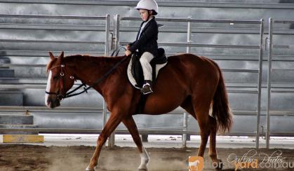 Beautiful Chestnut QH Mare on HorseYard.com.au