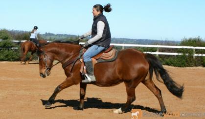 Super Safe Mare on HorseYard.com.au