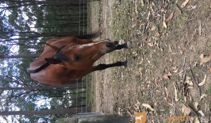 Stockhorse x, 5y/o on HorseYard.com.au