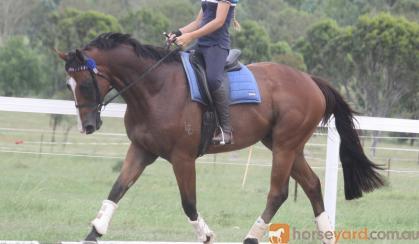 GORGEOUS QUIET TB GELDING on HorseYard.com.au