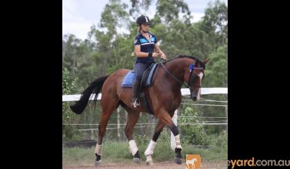 GORGEOUS QUIET TB GELDING on HorseYard.com.au