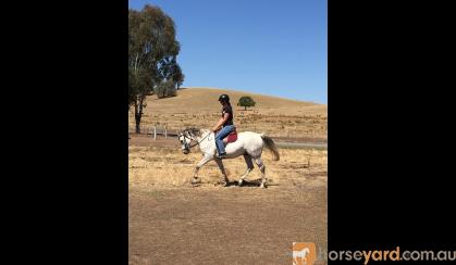 Jasper - 11 year old gelding for sale on HorseYard.com.au