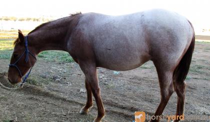 YEARLING AQHA ROAN COLT on HorseYard.com.au