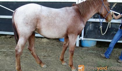 YEARLING AQHA ROAN COLT on HorseYard.com.au