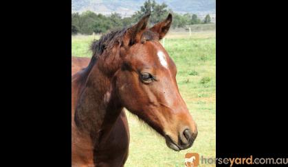 WEANLING HALTER QUALITY SOLID PAINT COLT on HorseYard.com.au