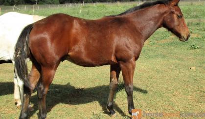 WEANLING HALTER QUALITY SOLID PAINT COLT on HorseYard.com.au