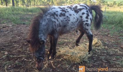 Stunning bay leopard colt...show stud awesome on HorseYard.com.au