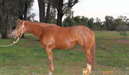 Gorgeous DMB Intimidator filly on HorseYard.com.au