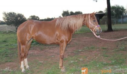 Gorgeous DMB Intimidator filly on HorseYard.com.au