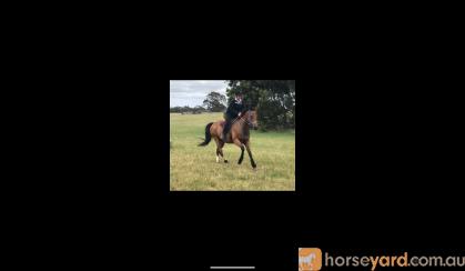 Eventing Prospect, 17 HH, 9YO, TB GELDING on HorseYard.com.au