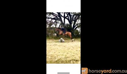 Eventing Prospect, 17 HH, 9YO, TB GELDING on HorseYard.com.au
