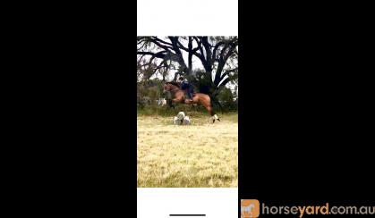 Eventing Prospect, 17 HH, 9YO, TB GELDING on HorseYard.com.au