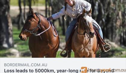 Bay Stockhorse x Gelding - Ride or Pack on HorseYard.com.au