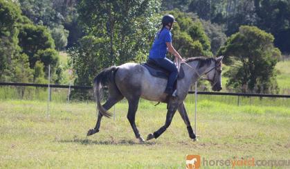 ASH Grey Gelding on HorseYard.com.au