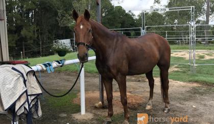 Confidence builder Ash gelding  on HorseYard.com.au