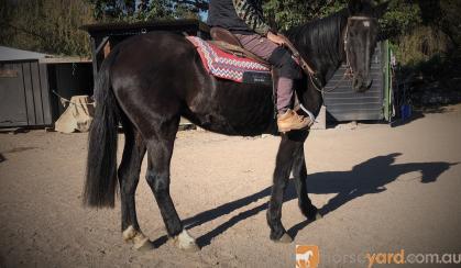 PAIR OF SUPER QUIET BLACK HORSES on HorseYard.com.au