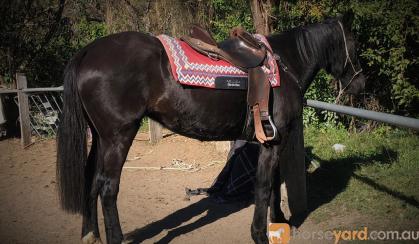 PAIR OF SUPER QUIET BLACK HORSES on HorseYard.com.au