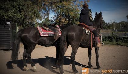 PAIR OF SUPER QUIET BLACK HORSES on HorseYard.com.au