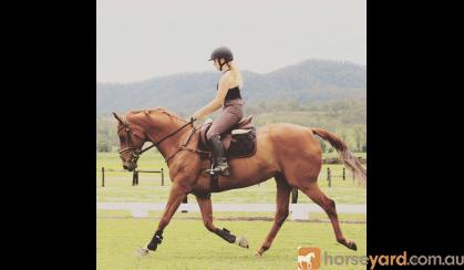 Bold Jumper on HorseYard.com.au