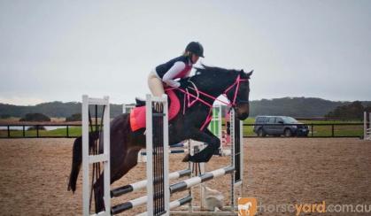 Stunning Eventer With Top Potential  on HorseYard.com.au