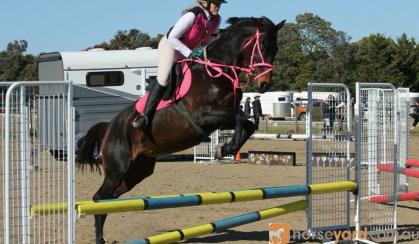 Stunning Eventer With Top Potential  on HorseYard.com.au