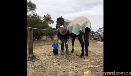 Belle, 15.2 thoroughbred mare  on HorseYard.com.au