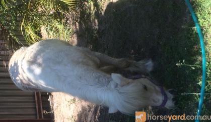palomino pony on HorseYard.com.au