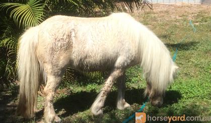 palomino pony on HorseYard.com.au