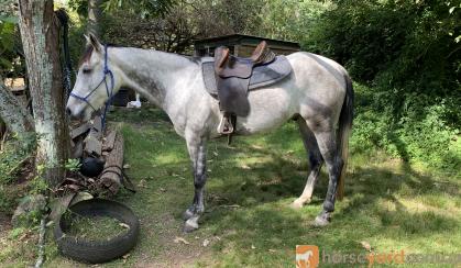 ASH Grey Gelding on HorseYard.com.au