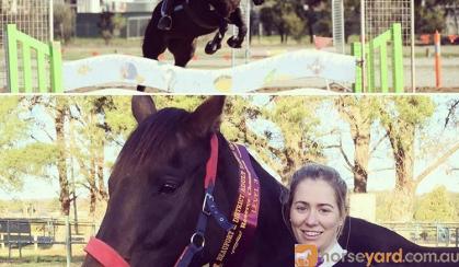 Belle, 15.2 thoroughbred mare  on HorseYard.com.au