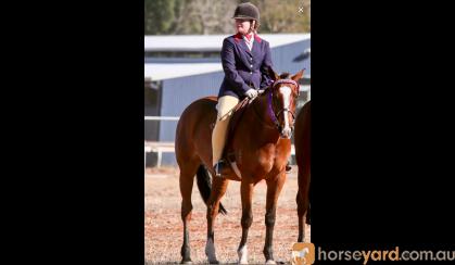 Perfect Allrounder on HorseYard.com.au