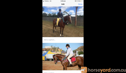 Perfect Allrounder on HorseYard.com.au