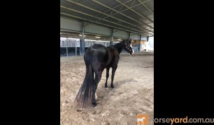 Striking Black Paint Mare on HorseYard.com.au