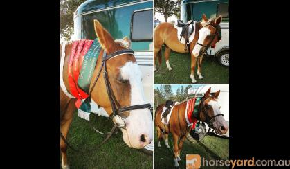 14.3hh heavyweight galloway 11yr old gelding on HorseYard.com.au