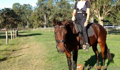 Bay standard gelding 16hh, 5 year old on HorseYard.com.au