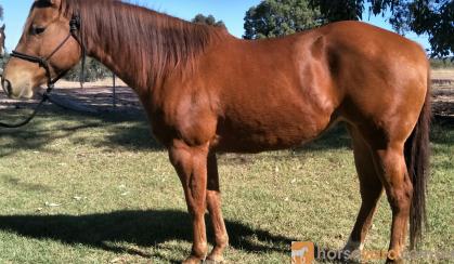 Reg QH Mare Must Sell all offers considered on HorseYard.com.au