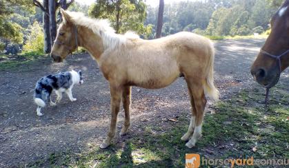 QUARTER HORSE PALOMINO COLT on HorseYard.com.au