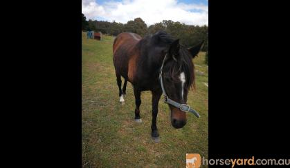 Riding Pony on HorseYard.com.au