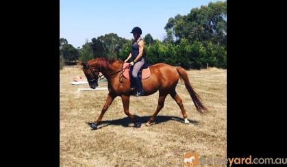 Dressage school master  on HorseYard.com.au