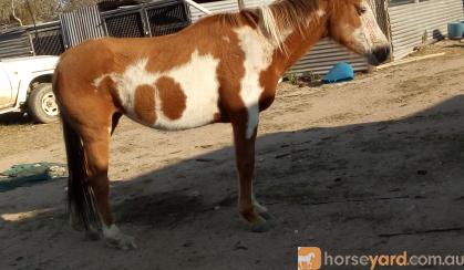 a beautiful paint horse on HorseYard.com.au